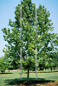 Picture of Platanus x acerifolia 'Bloodgood'