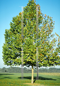 Picture of Platanus occidentalis 