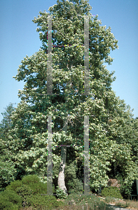 Picture of Platanus racemosa 