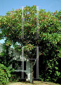 Picture of Plumeria rubra 