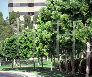 Picture of Podocarpus gracilior 