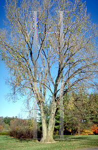 Picture of Populus deltoides 