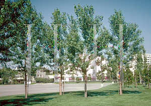 Picture of Populus fremontii 