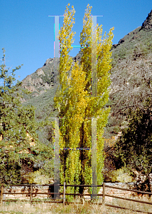 Picture of Populus nigra 'Italica'