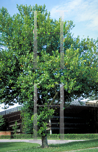 Picture of Prunus caroliniana 