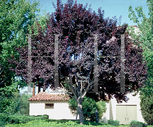 Picture of Prunus cerasifera 