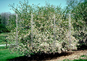 Picture of Prunus x 'Hally Jolivette'