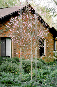 Picture of Prunus x 'Okame'
