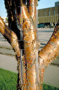 Picture of Prunus maackii 