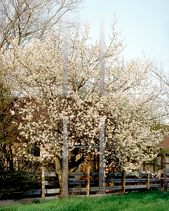 Picture of Prunus mexicana 