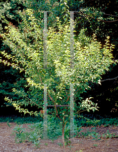 Picture of Prunus mume 'Rosebud'