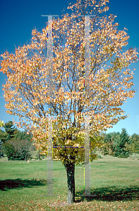 Picture of Prunus sargentii 