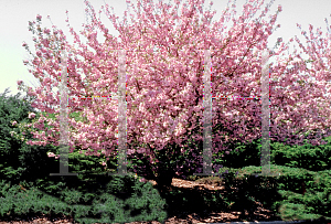 Picture of Prunus serrulata 'Kwanzan'