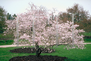 Picture of Prunus subhirtella 'Autumnalis'