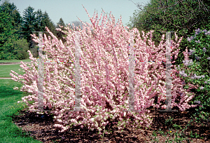 Picture of Prunus triloba 'Multiplex'