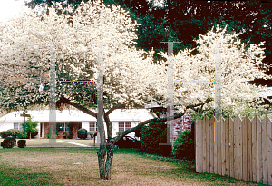 Picture of Prunus umbellata 