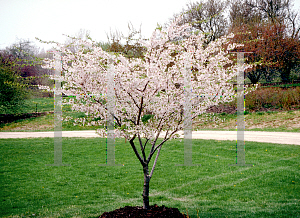 Picture of Prunus x yedoensis 