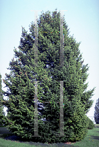 Picture of Pseudotsuga menziesii 