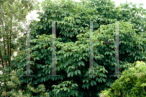 Picture of Pterostyrax hispida 