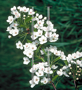 Picture of Pyrus calleryana 'Aristocrat'