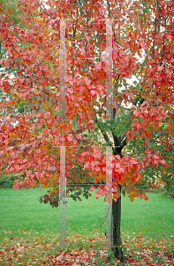 Picture of Pyrus calleryana 'Autumn Blaze'