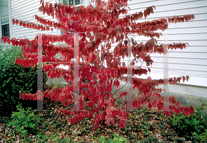 Picture of Viburnum plicatum f. tomentosum 