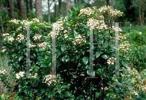 Picture of Viburnum tinus 