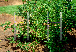 Picture of Weigela florida 'Pink Princess'
