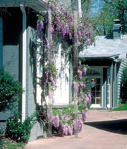 Picture of Wisteria floribunda 