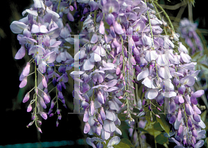 Picture of Wisteria floribunda 