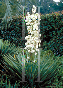 Picture of Yucca aloifolia 