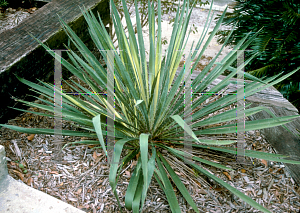 Picture of Yucca filamentosa 