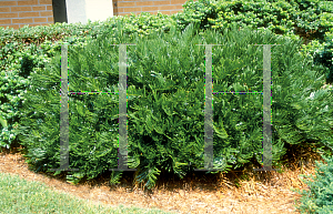 Picture of Zamia pumila 