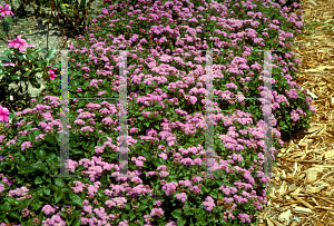 Picture of Ageratum houstonianum 