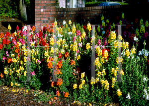 Picture of Antirrhinum majus 