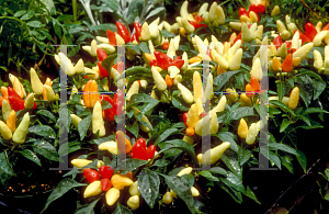 Picture of Capsicum annuum var. annuum 