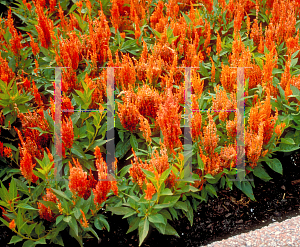 Picture of Celosia argentea (Plumosa Group) 'Apricot Brandy'