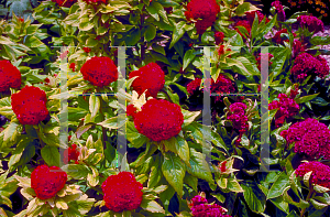 Picture of Celosia argentea (Cristata Group) 