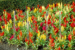 Picture of Celosia argentea (Plumosa Group) 