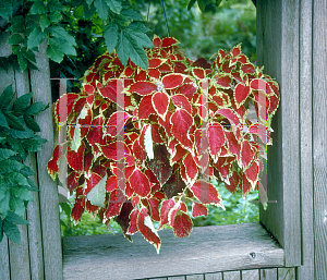 Picture of Solenostemon scutellarioides 