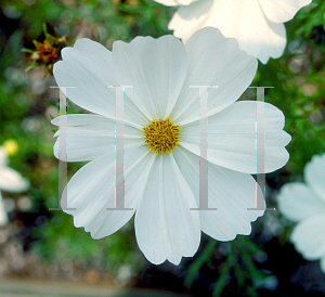 Picture of Cosmos bipinnatus 'Sonata White'