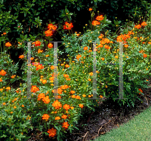 Picture of Cosmos sulphureus 'Sunny Red'