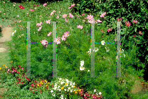 Picture of Cosmos bipinnatus 