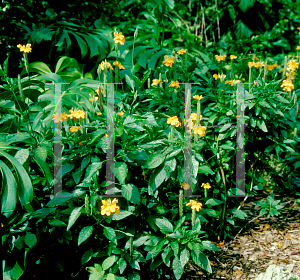 Picture of Crossandra spp. 