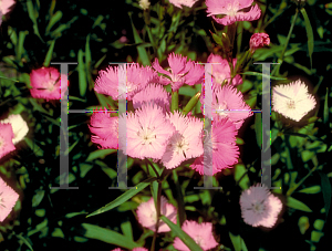 Picture of Dianthus chinensis 'First Love'