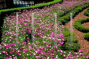 Picture of Dianthus chinensis 'First Love'