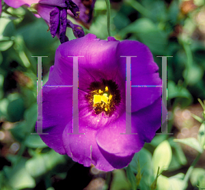 Picture of Eustoma grandiflorum 'Yodel Blue'