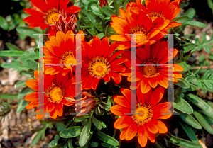 Picture of Gazania rigens 'Bronze Red'