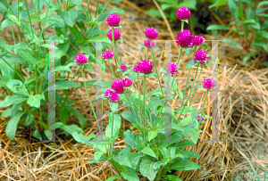 Picture of Gomphrena globosa 