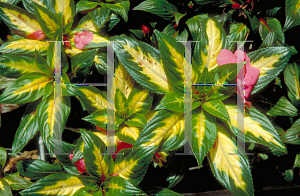 Picture of Impatiens balsamina 